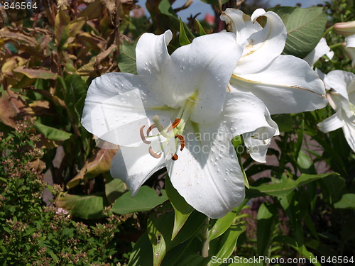 Image of Flowers.