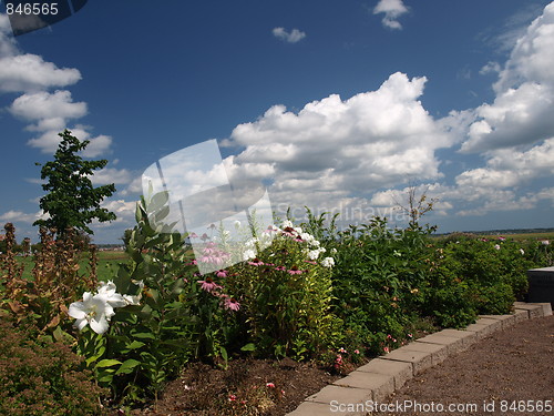 Image of Flowers.