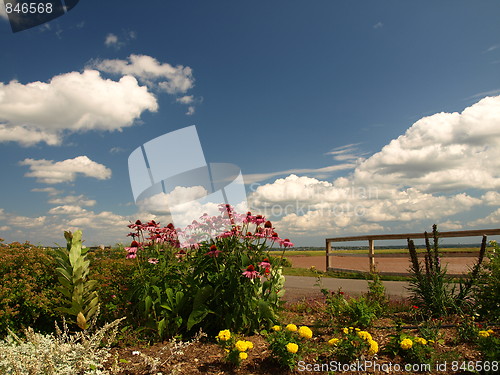 Image of Flowers.