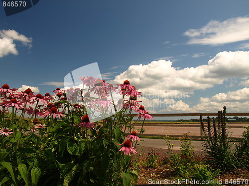 Image of Flowers.