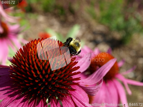 Image of Bee on a flower.