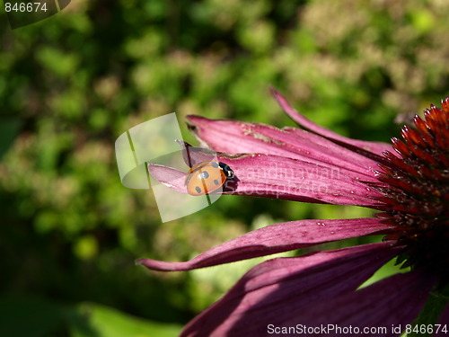 Image of Ladybug on flower.