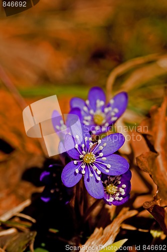 Image of Hepatica