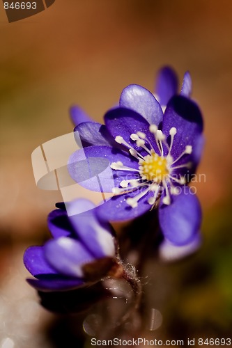 Image of Blue anemone