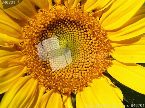Image of Bright sunflower.