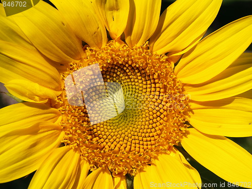 Image of Bright sunflower.