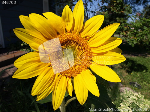 Image of Bright sunflower.