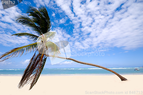 Image of Palm on exotic beach