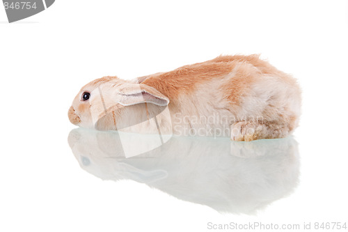 Image of beautiful bunny lying