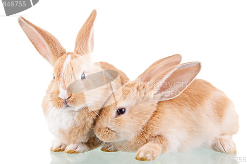 Image of two beautiful bunnies