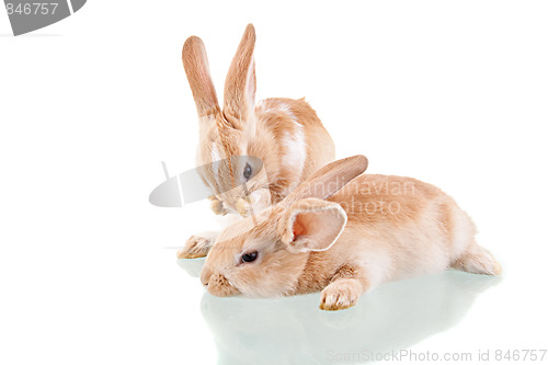 Image of two beautiful bunnies, a washing and the other is lying