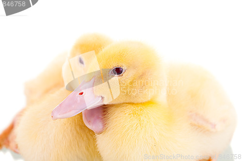 Image of Two yellow ducklings