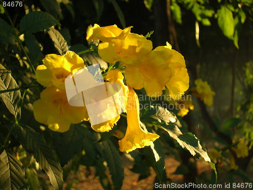 Image of Flower