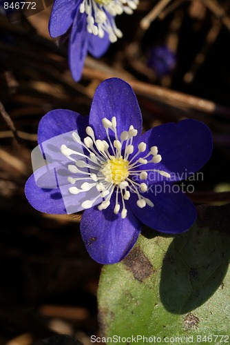 Image of Hepatica Nobilis Flower