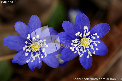 Image of Hepatica Nobilis Twins