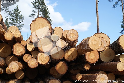 Image of Pine Logs in Forest