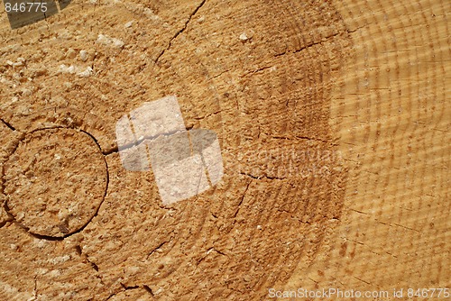 Image of Pine Rings