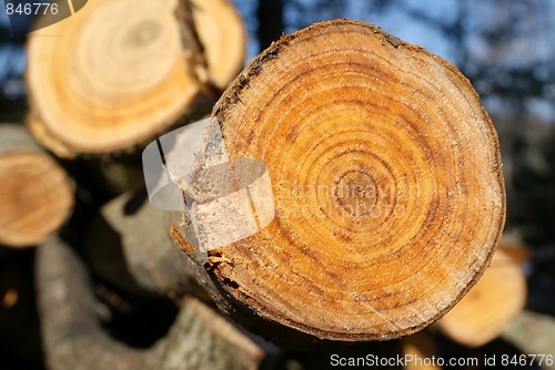 Image of Aspen Growth Rings