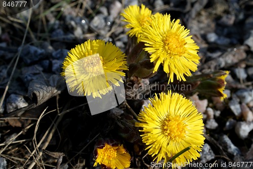 Image of Tussilago Farfara, Coltsfoot