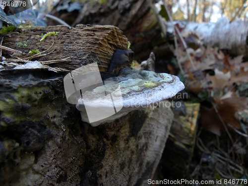 Image of Butterfly tramete(latin trametes versicolor)