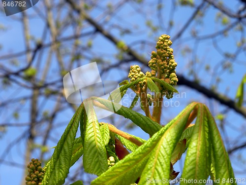 Image of Kastanien bloom
