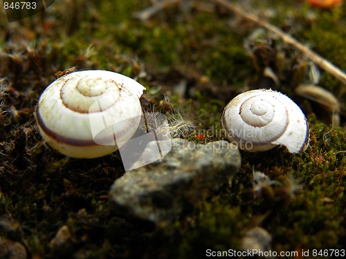 Image of Snails house