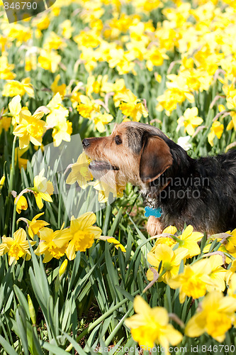 Image of Dog In the Flowers