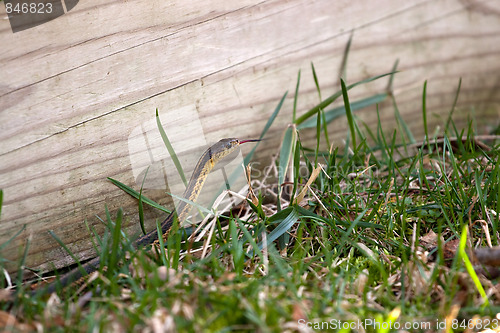 Image of Garter Snake