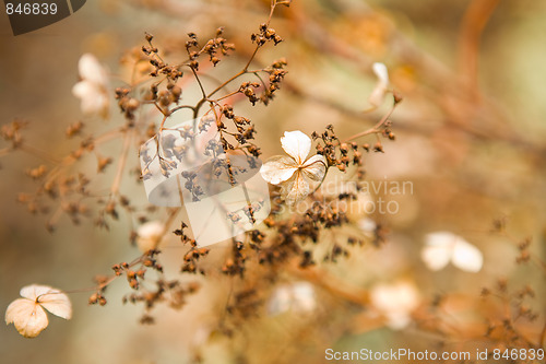 Image of Beautiful flower background