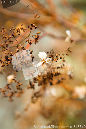 Image of Beautiful flower background