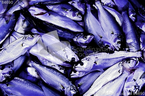 Image of fishes