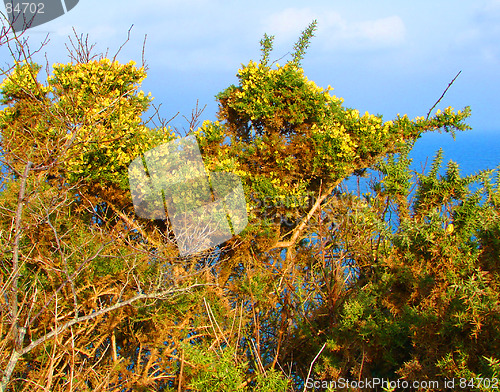 Image of berry head winter plants