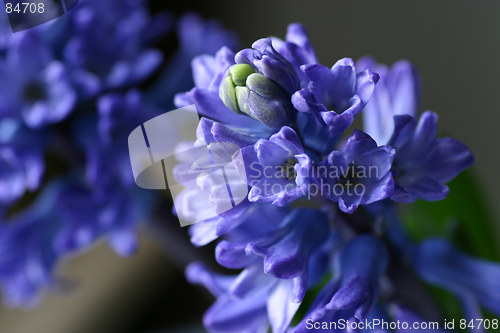 Image of Hyacinth