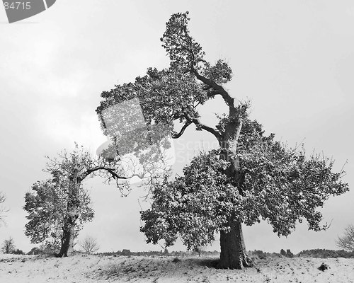 Image of Black and White British Oak trees