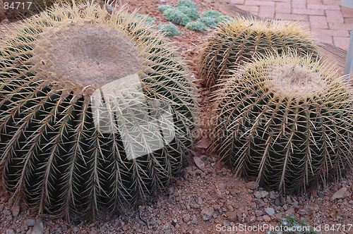 Image of Cactus