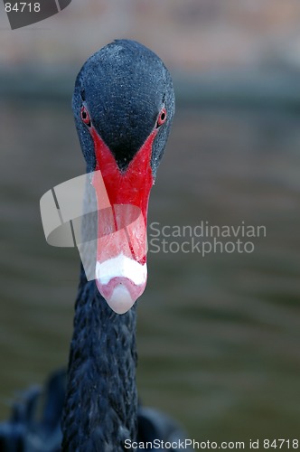 Image of Black swan