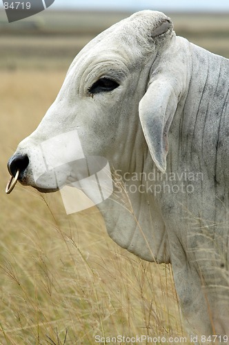 Image of Brahman bul