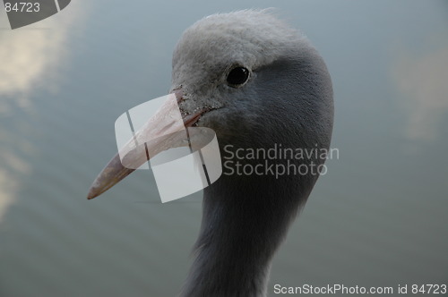 Image of Crane