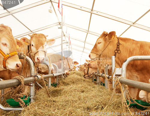 Image of French cows