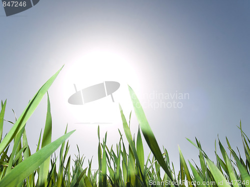 Image of Grass and sun