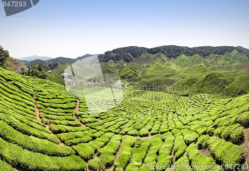 Image of Beautiful farm