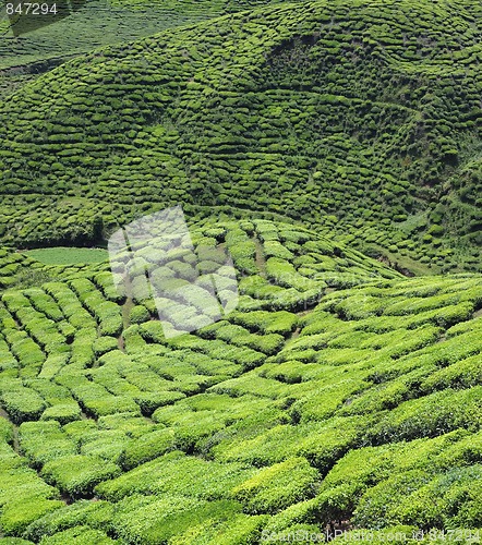 Image of Tea garden