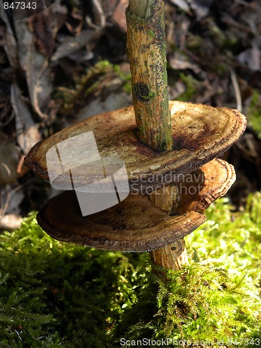 Image of Schillerporling (Inonotus radiatus) Mushroom tree