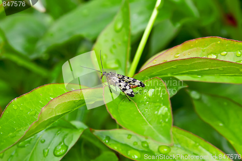 Image of Little Fly