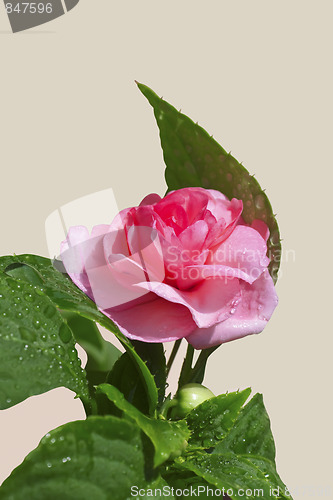 Image of Pink Rose