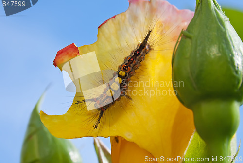 Image of Caterpillar