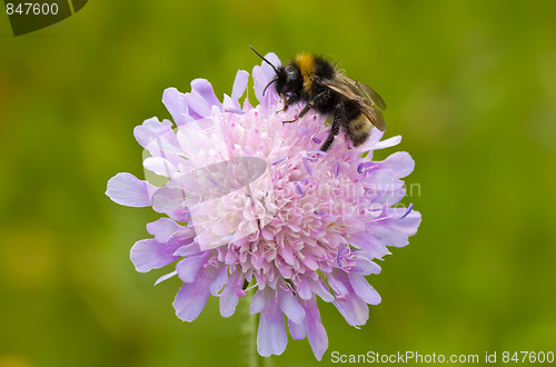 Image of Bumble Bee