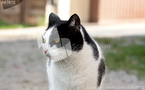 Image of Cat