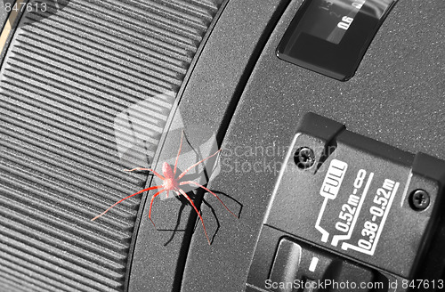 Image of Red Spider
