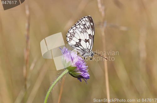 Image of Butterfly